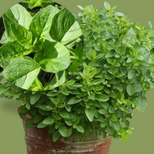 Origanum hirtum 'Kreta' - Karvane pune 'Kreta'